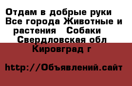 Отдам в добрые руки  - Все города Животные и растения » Собаки   . Свердловская обл.,Кировград г.